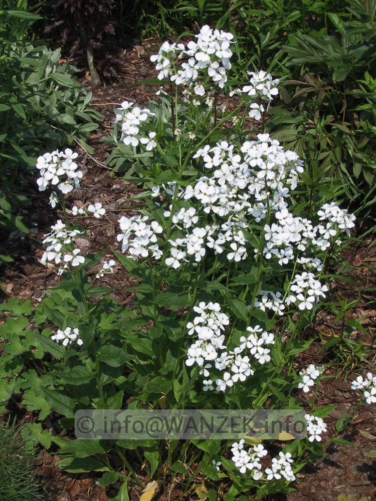 Hesperis matronis Alba.jpg